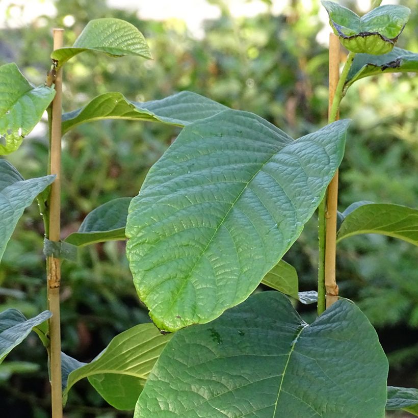 Asimina triloba Susquehanna Peterson Pawpaws - Pawpaw (Foliage)