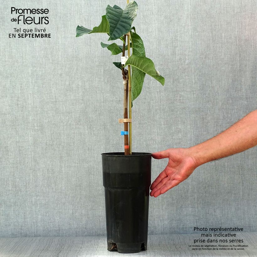 Asimina triloba Shenandoah - Pawpaw 3L/4L pot sample as delivered in autumn