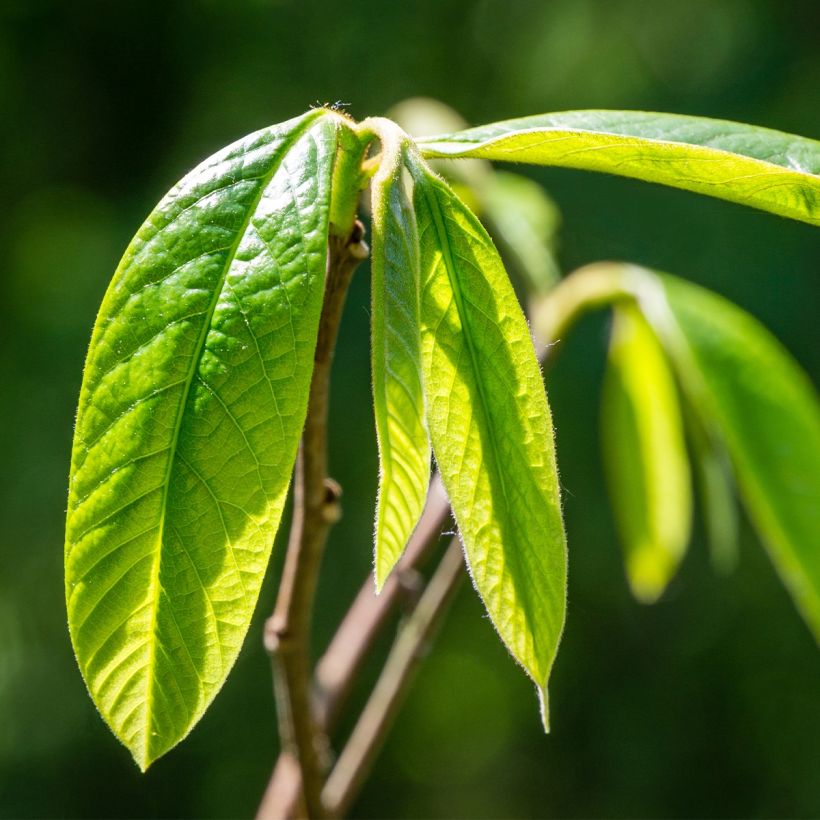 Asimina triloba Wells - Pawpaw (Foliage)