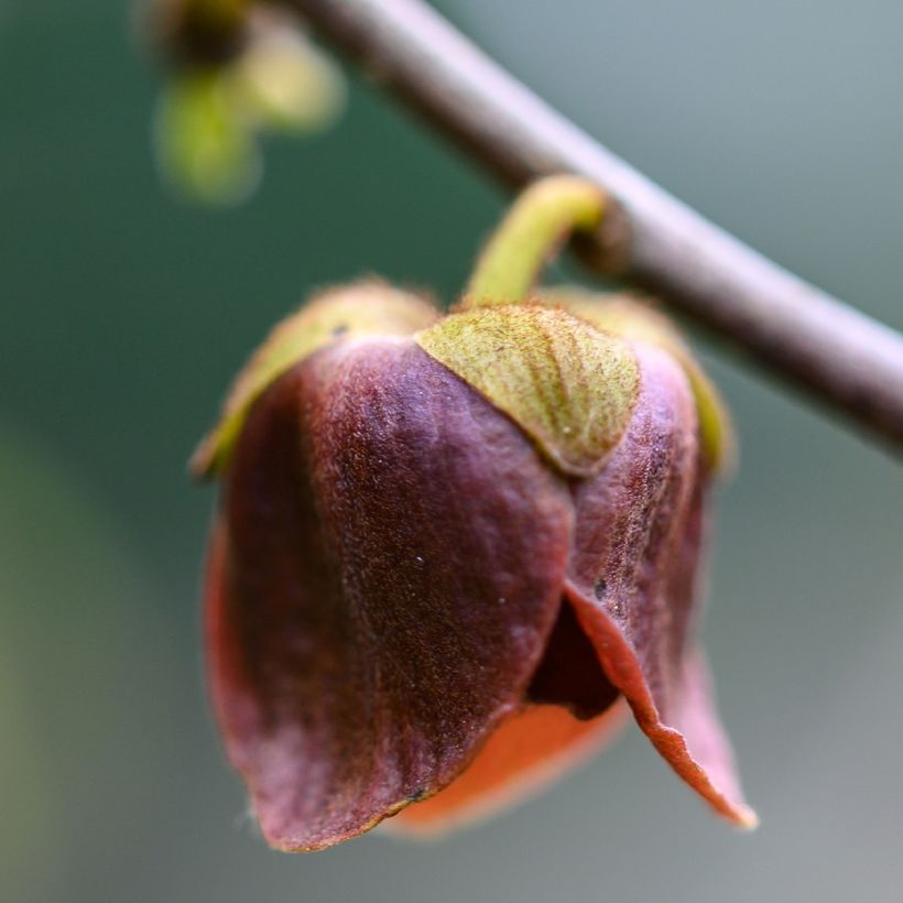 Asimina triloba Wells - Pawpaw (Flowering)