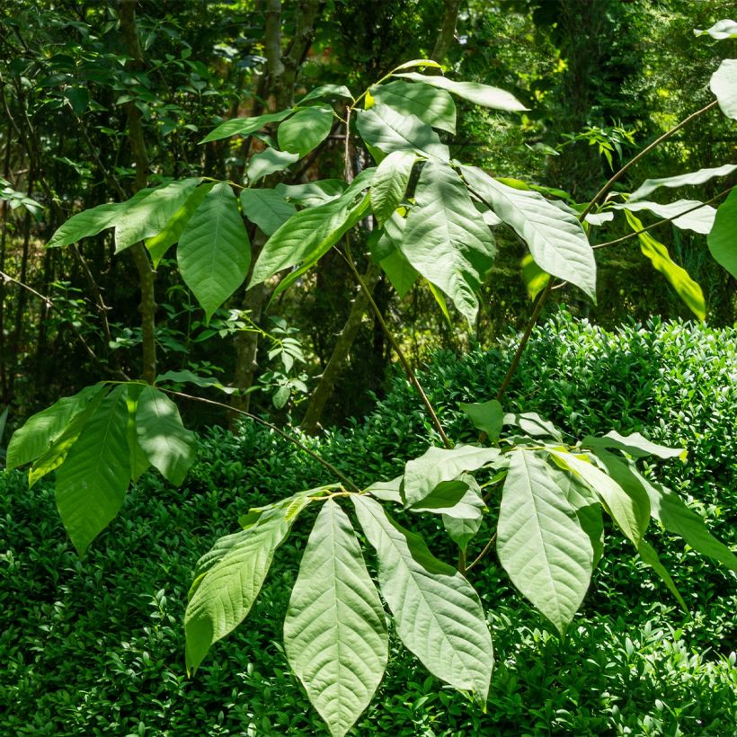 Asimina triloba Wells - Pawpaw (Plant habit)