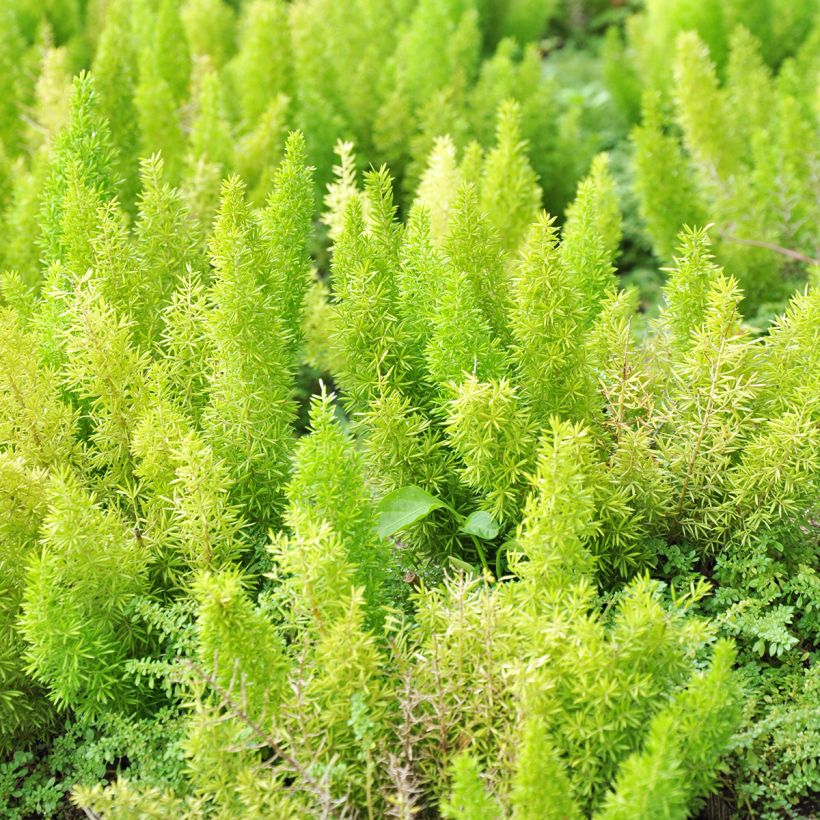 Asparagus densiflorus var. meyeri (Foliage)