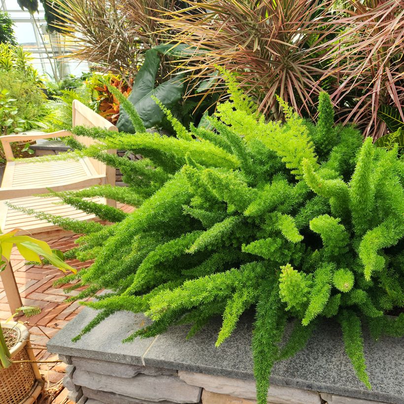 Asparagus densiflorus var. meyeri (Plant habit)