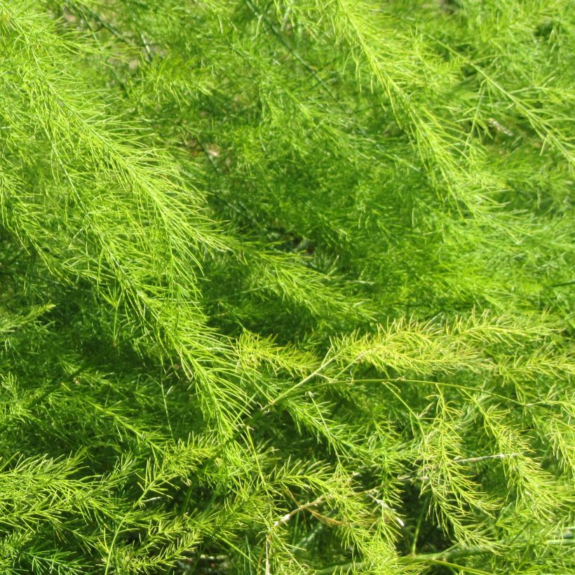 Asparagus pseudoscaber Spitzenschleier (Foliage)