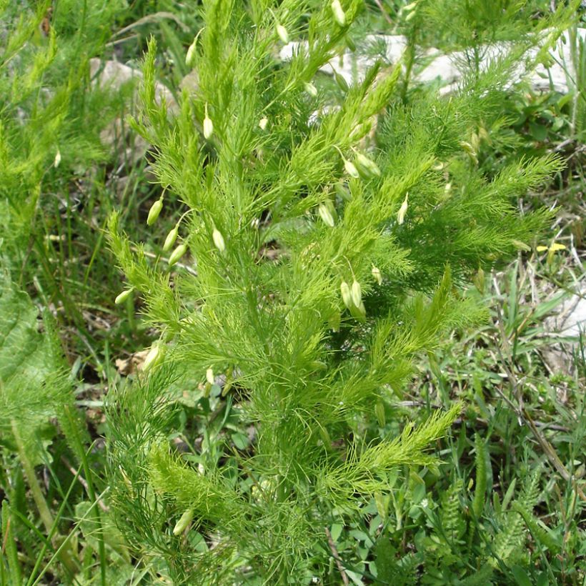 Asparagus pseudoscaber Spitzenschleier (Plant habit)