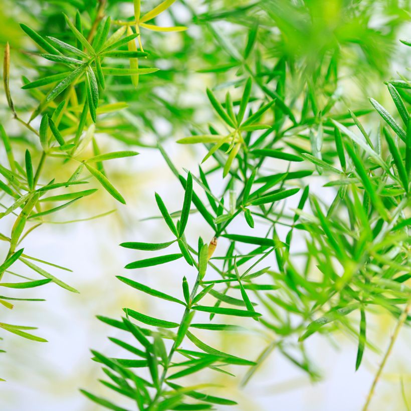 Asparagus sprengeri  - Sprenger's asparagus (Foliage)