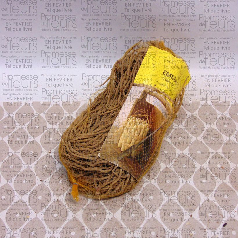Example of Emma Asparagus crowns - Asparagus officinalis Bag of 10 crowns specimen as delivered