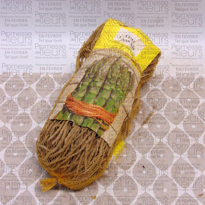 Example of Lima Green asparagus crowns - Asparagus officinalis Bag of 10 crowns specimen as delivered