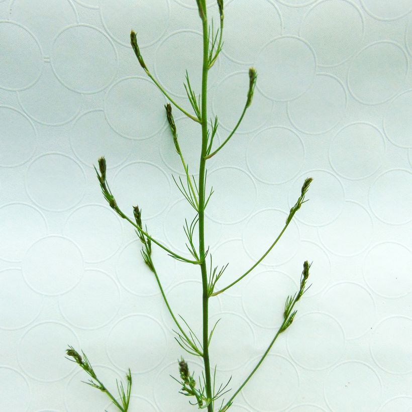 Asparagus officinalis (Foliage)
