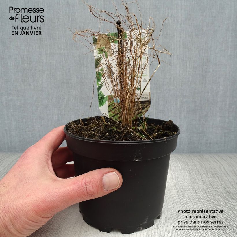 Mary Washington Green Asparagus - Asparagus officinalis 1.5L/2L pot sample as delivered in winter