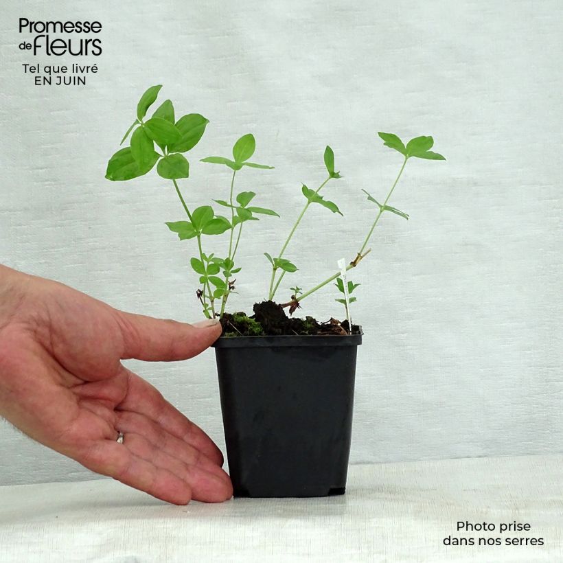 Asperula taurina 8/9 cm pot sample as delivered in summer