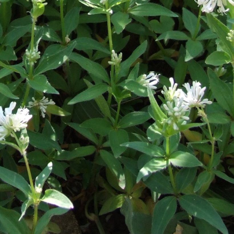 Asperula taurina (Foliage)