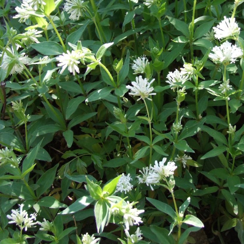 Asperula taurina (Plant habit)