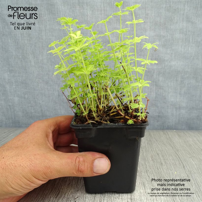 Galium odoratum 7/8 cm pot sample as delivered in summer