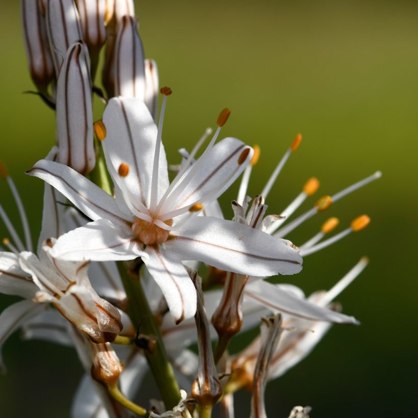Asphodelus ramosus (Flowering)