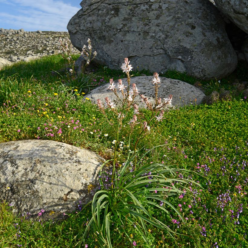 Asphodelus ramosus (Plant habit)