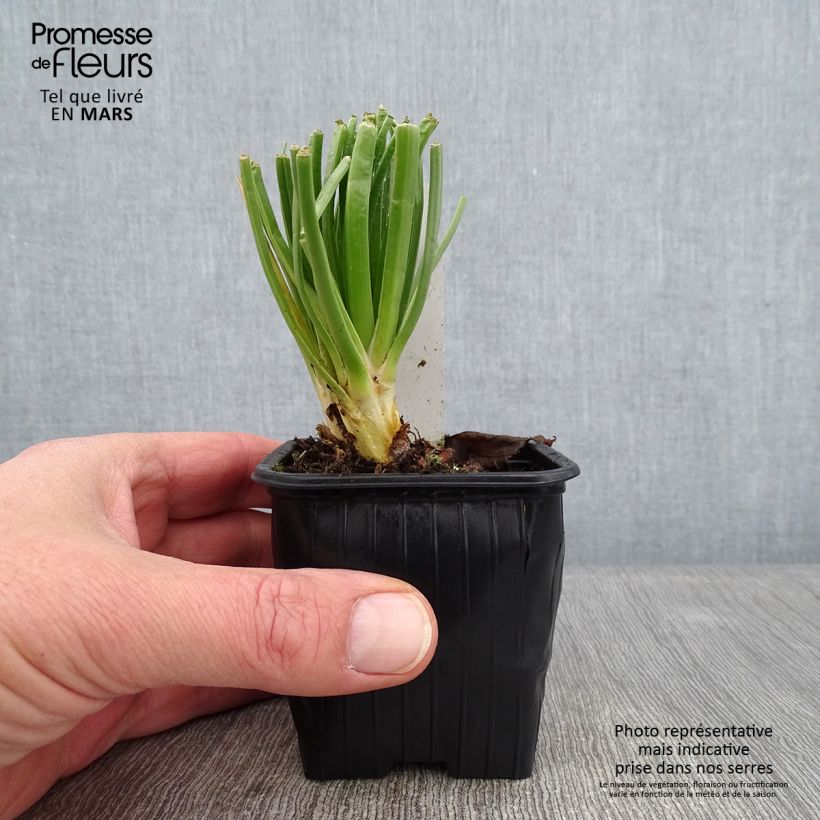 Asphodelus albus 8/9 cm pot sample as delivered in winter