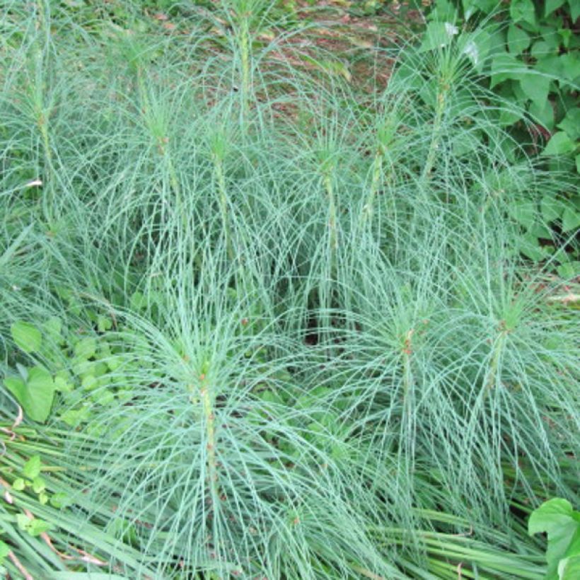 Asphodeline liburnica - Jacob's Rod (Foliage)