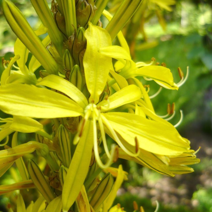 Asphodeline liburnica - Jacob's Rod (Flowering)