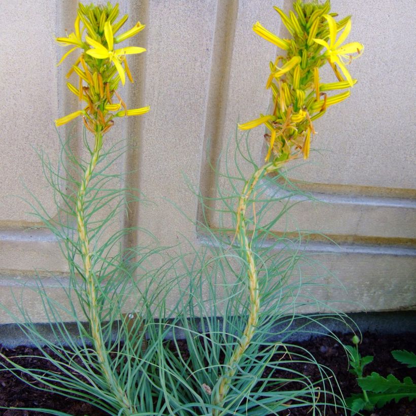 Asphodeline liburnica - Jacob's Rod (Plant habit)