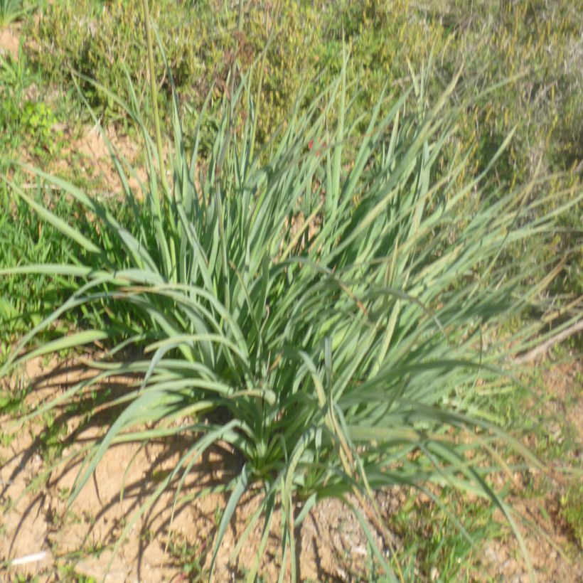 Asphodelus ramosus (Foliage)