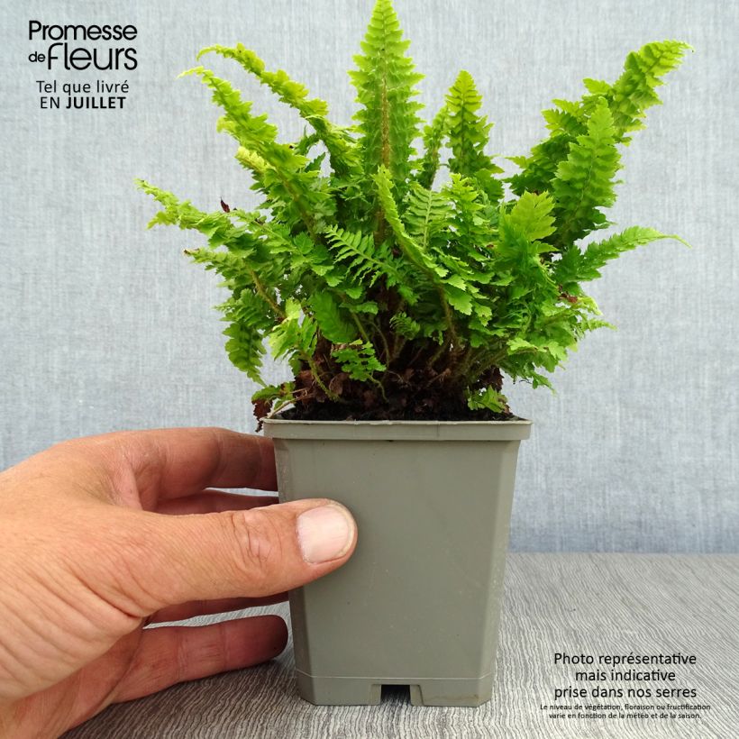 Polystichum setiferum Congestum - Soft Shield Fern 8/9 cm pot sample as delivered in summer