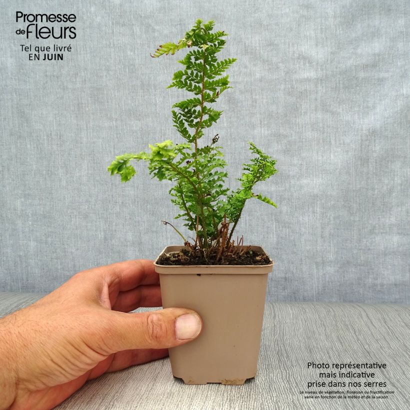 Polystichum setiferum Proliferum Wollastonii - Soft Shield Fern 8/9 cm pot sample as delivered in summer