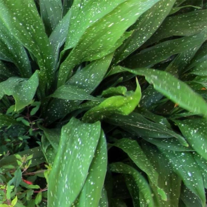 Aspidistra Milky Way - Cast-Iron Plant (Foliage)