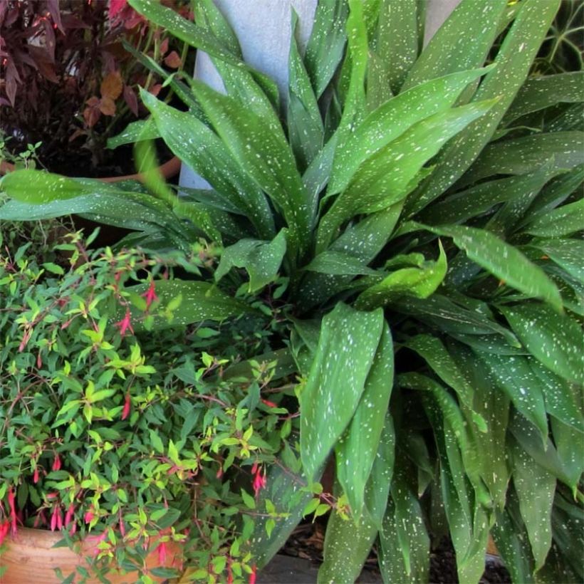 Aspidistra Milky Way - Cast-Iron Plant (Plant habit)