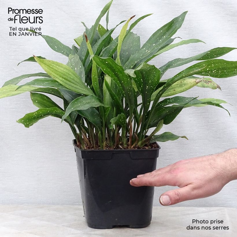 Aspidistra Milky Way - Cast-Iron Plant 2L/3L pot sample as delivered in winter