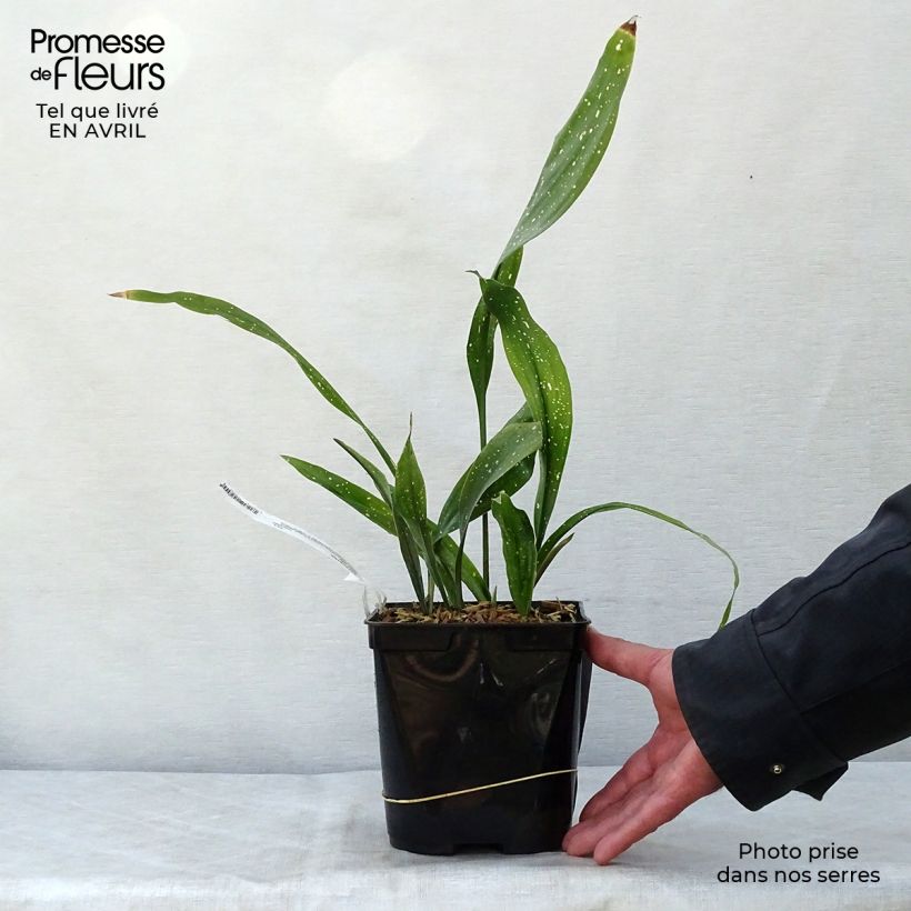 Aspidistra Milky Way - Cast-Iron Plant sample as delivered in spring