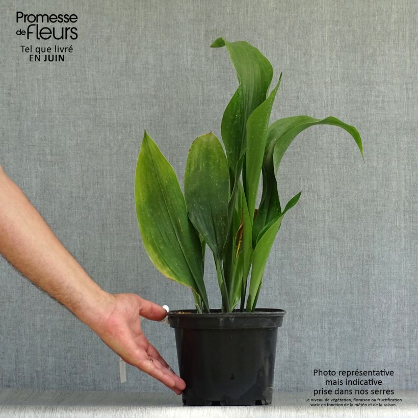 Aspidistra elatior - Cast-Iron Plant 2L/3L pot sample as delivered in summer
