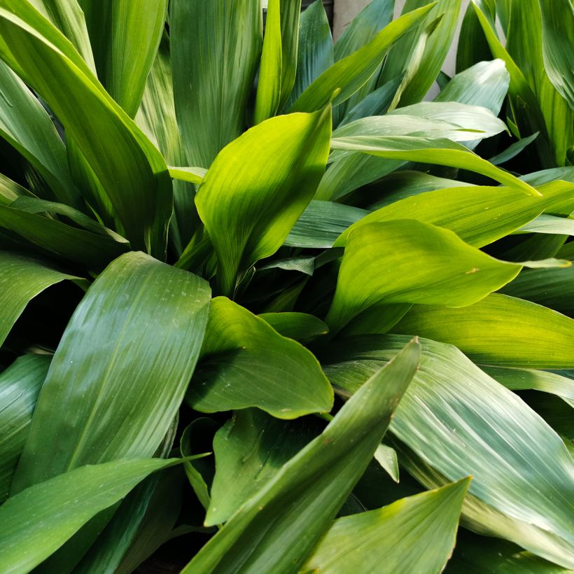 Aspidistra elatior - Cast-Iron Plant (Foliage)