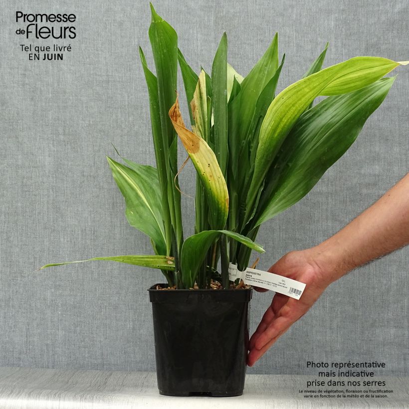 Aspidistra elatior Zebra - Cast-Iron Plant 2L/3L pot sample as delivered in summer