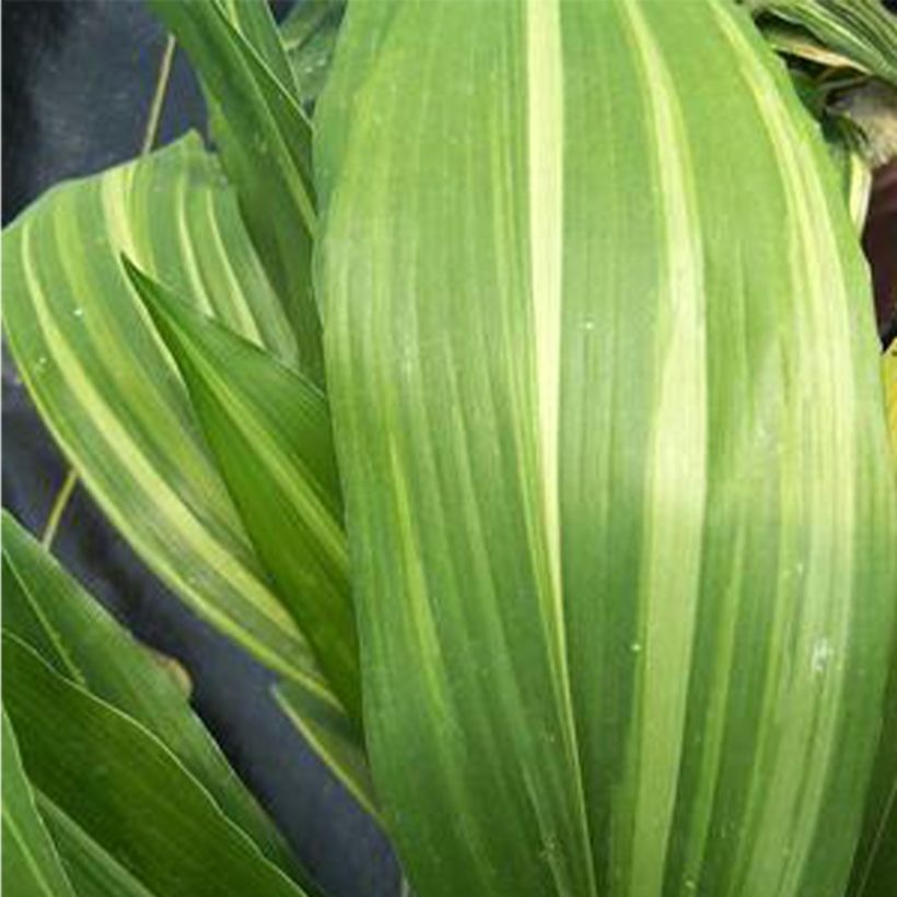 Aspidistra elatior Zebra - Cast-Iron Plant (Foliage)