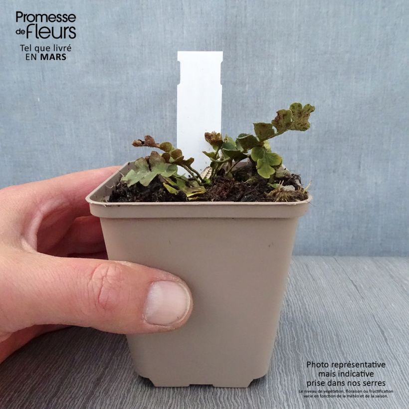 Asplenium ceterach 8/9 cm pot sample as delivered in spring