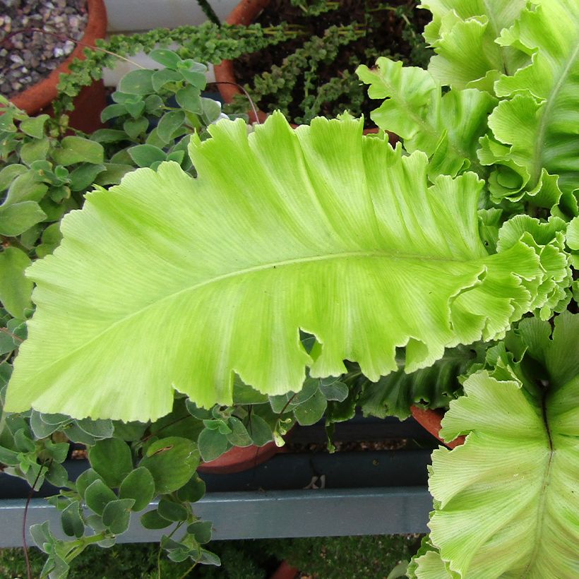 Phyllitis scolopendrium Bolton’s Noble - Hart's-tongue fern (Foliage)