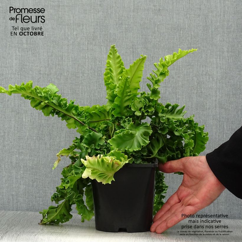 Phyllitis scolopendrium Bolton’s Noble - Hart's-tongue fern 2L/3L pot sample as delivered in autumn