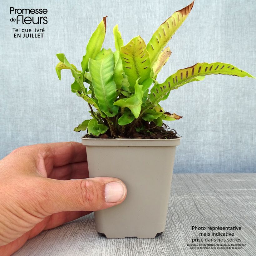 Phyllitis scolopendrium Bolton’s Noble - Hart's-tongue fern 8/9 cm pot sample as delivered in summer