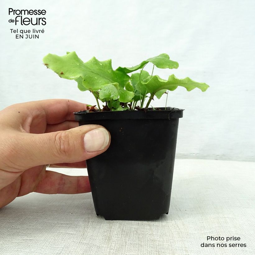 Asplenium scolopendrium Cristatum Group - Hart's Tongue Fern 8/9 cm pot sample as delivered in summer