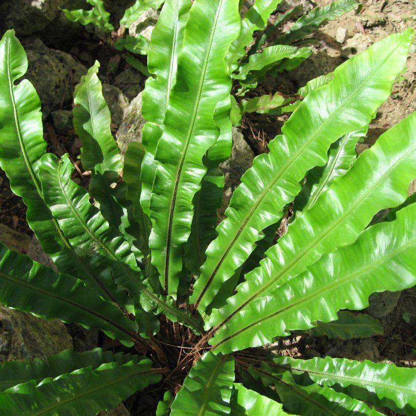 Asplenium scolopendrium Undulatum Group - Hart's Tongue Fern (Foliage)