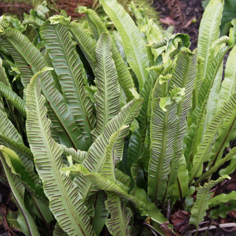 Asplenium scolopendrium Undulatum Group - Hart's Tongue Fern (Harvest)