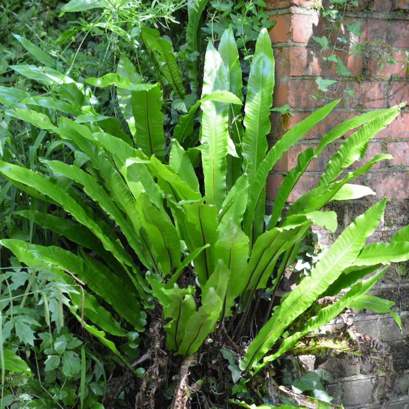 Asplenium scolopendrium Undulatum Group - Hart's Tongue Fern (Plant habit)