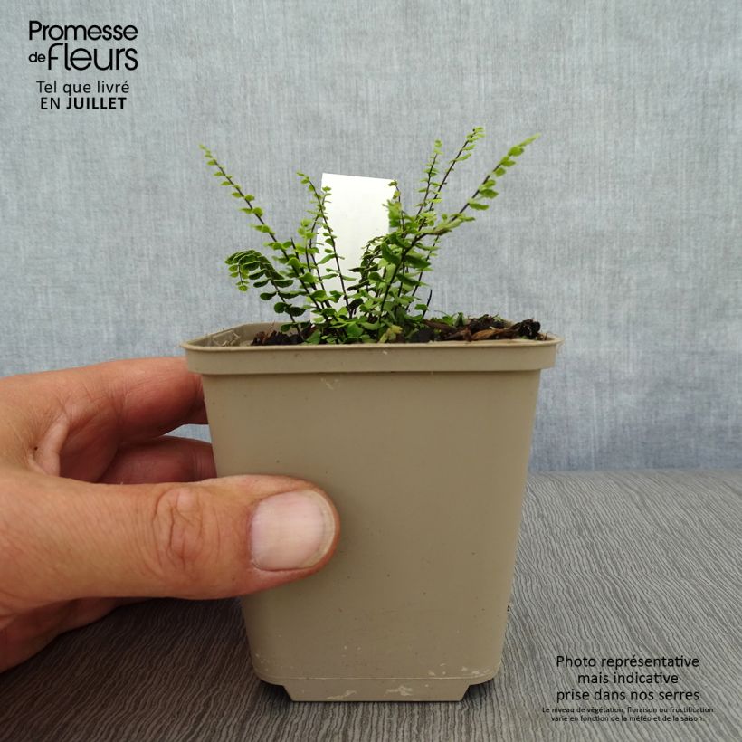 Asplenium trichomanes 8/9 cm pot sample as delivered in summer