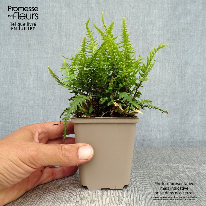 Asplenium x ebenoides 8/9 cm pot sample as delivered in summer