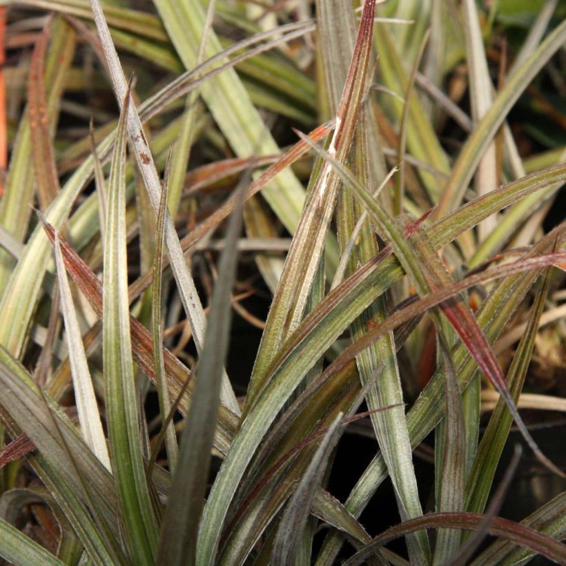 Astelia nivicola Red Devil (Foliage)