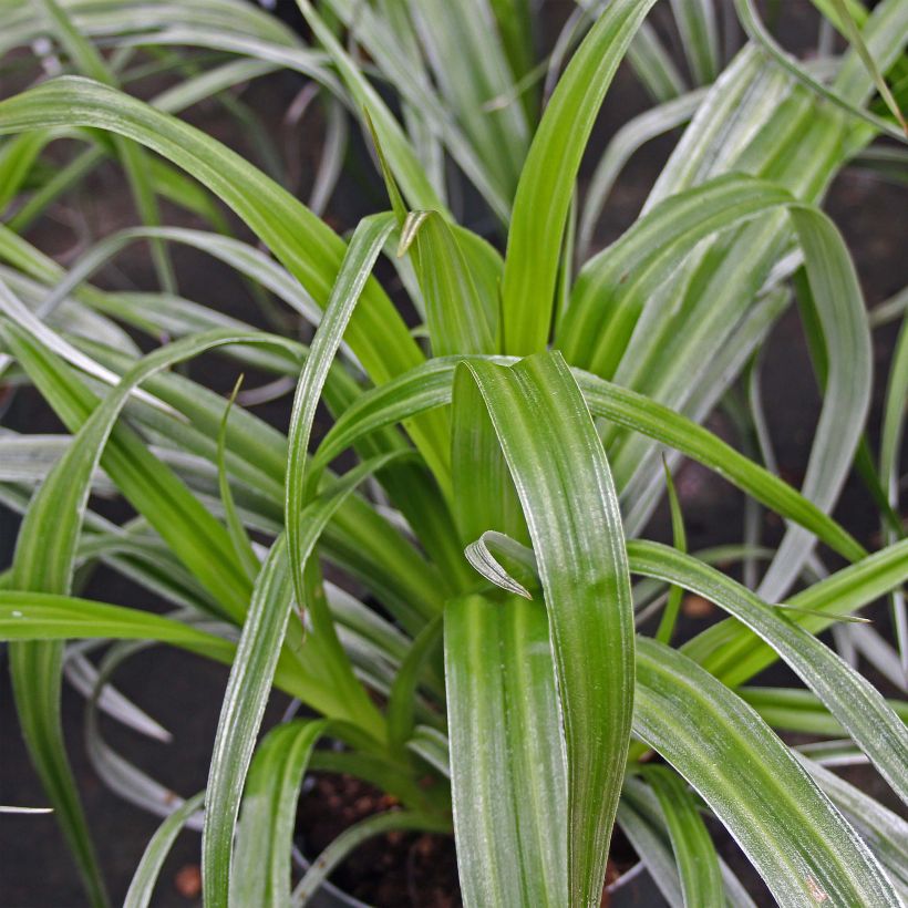 Astelia chathamica Silver Shadow (Plant habit)