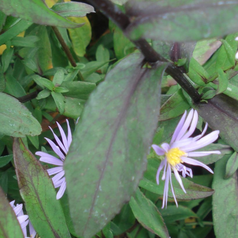 Aster laevis Calliope (Foliage)