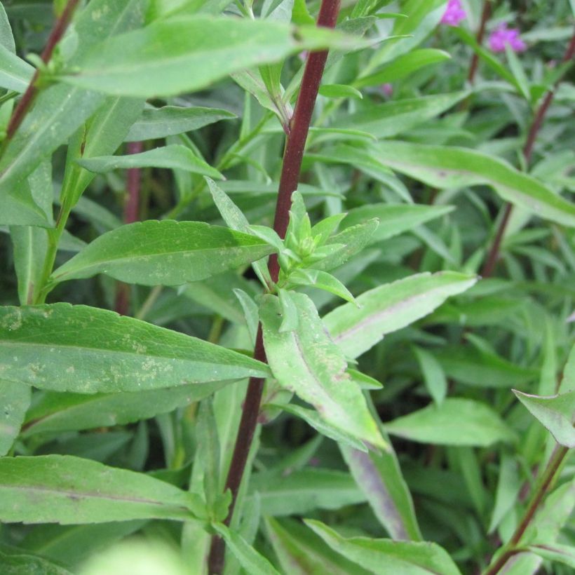 Aster novi-belgii Carmen (Foliage)