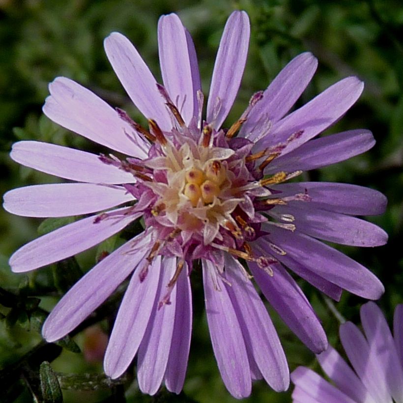 Aster lateriflorus Coombe Fishacre (Flowering)